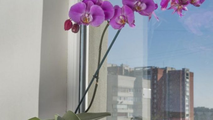 ORHIDEJE MI NIKAKO NISU CVJETALE – a onda sam SIPALA OVO U SAKSIJU: Napitak koji ovo cvijeće voli više od vode, STALNO ĆE IZBACATI NOVE CVJETOVE