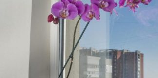 ORHIDEJE MI NIKAKO NISU CVJETALE – a onda sam SIPALA OVO U SAKSIJU: Napitak koji ovo cvijeće voli više od vode, STALNO ĆE IZBACATI NOVE CVJETOVE