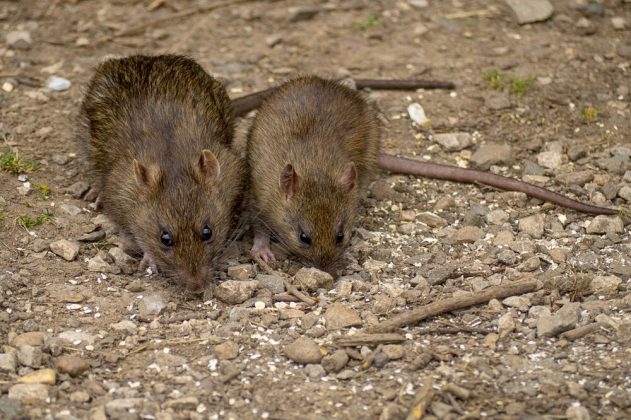 MNOGI SU POKUŠALI GOMILU TRIKOVA, I NIJEDAN JEDINI NIJE USPIO: Ovo je pravi način da otjerate miševe iz vašeg doma