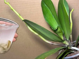 Orhideje će cvjetati cijele godine ako ih zalijete ovim ČUDOM prirode: CVAT ĆE NEPRESTANO!