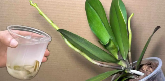 Orhideje će cvjetati cijele godine ako ih zalijete ovim ČUDOM prirode: CVAT ĆE NEPRESTANO!