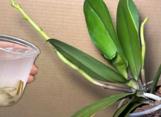 Orhideje će cvjetati cijele godine ako ih zalijete ovim ČUDOM prirode: CVAT ĆE NEPRESTANO!