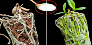 Samo joj dajte 1 kašiku i uništena 0RHIDEJA će pustiti mnogo novih korijena!