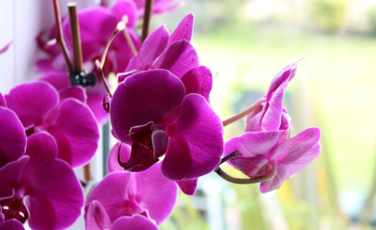 Orhideja će cvetati kao nikada pre: Dovoljna je kašičica ovog „čarobnog“ praha jednom mesečno