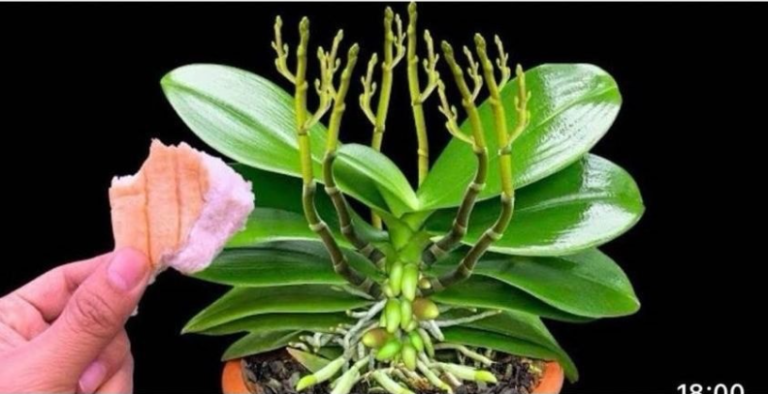 Stavite 1 komad ispod 0rhideje! 0djednom izraste 100 grana i cvjeta cijele godine