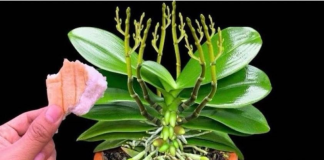 Stavite 1 komad ispod 0rhideje! 0djednom izraste 100 grana i cvjeta cijele godine