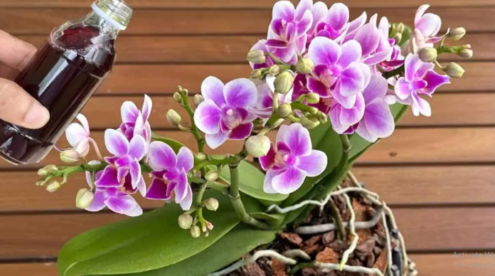 1 šolja mjesečno, pa čak i suvi panj će biti obasuti CVIJEĆEM: Moja orhideja cvjeta NON-STOP cijele godine!
