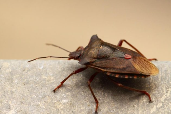 Najbolji prirodni način za trajno rastjerivanje smrdibuba: ČIM OVO OSJETE, MOMENTALNO BJEŽE