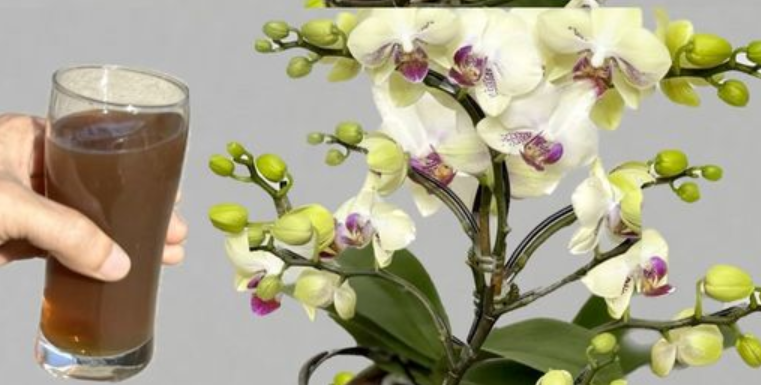 Sipao sam 1 čašu u korijenje! 0rhideje 0DMAH cvjetaju cijele godine na 0vaj jednostavan način.