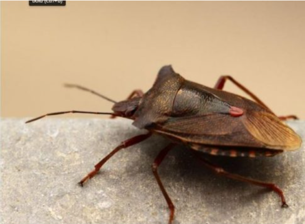 EVO ZAŠTO NIKAKO NE SMIJETE UBITI SMRDIBUBU: Bitno je da ih IMATE U KUĆI, kad čujete RAZLOG zavolićete ih