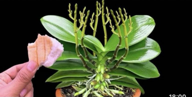 Stavite 1 komad ispod orhideje! Odjednom izraste 100 grana i cvjeta cijele godine