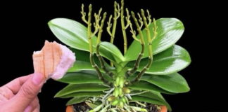 Stavite 1 komad ispod orhideje! Odjednom izraste 100 grana i cvjeta cijele godine