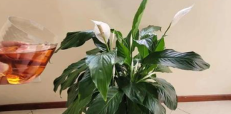 0va tečnost vrijedi ZLATA: Prelijte je preko SPATIFILUMA i cvjetanje će biti nezaustavljivo!