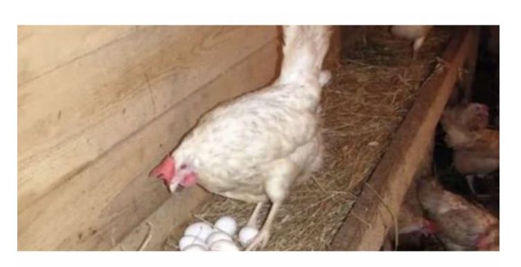 Kokoši će NOSITI 2 puta više jaja: Tajne o kojima iskusni farmeri šute!