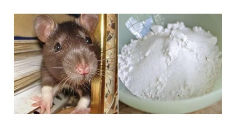 Domaći TRIK da se riješite miševa u stanu i podrumu: Samo sam ga spustio na zemlju i sutradan miševa nema nigdje!