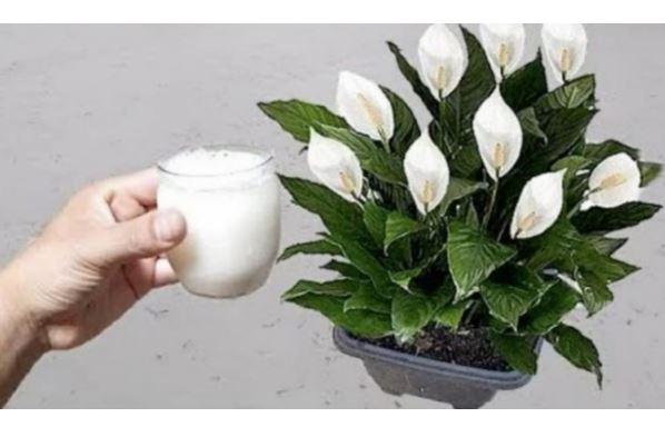 Samo sipajte u saksiju i nećete prepoznati svoj SPATIFILIUM: Eksplozija cvijeća kakvu još niste vidjeli!