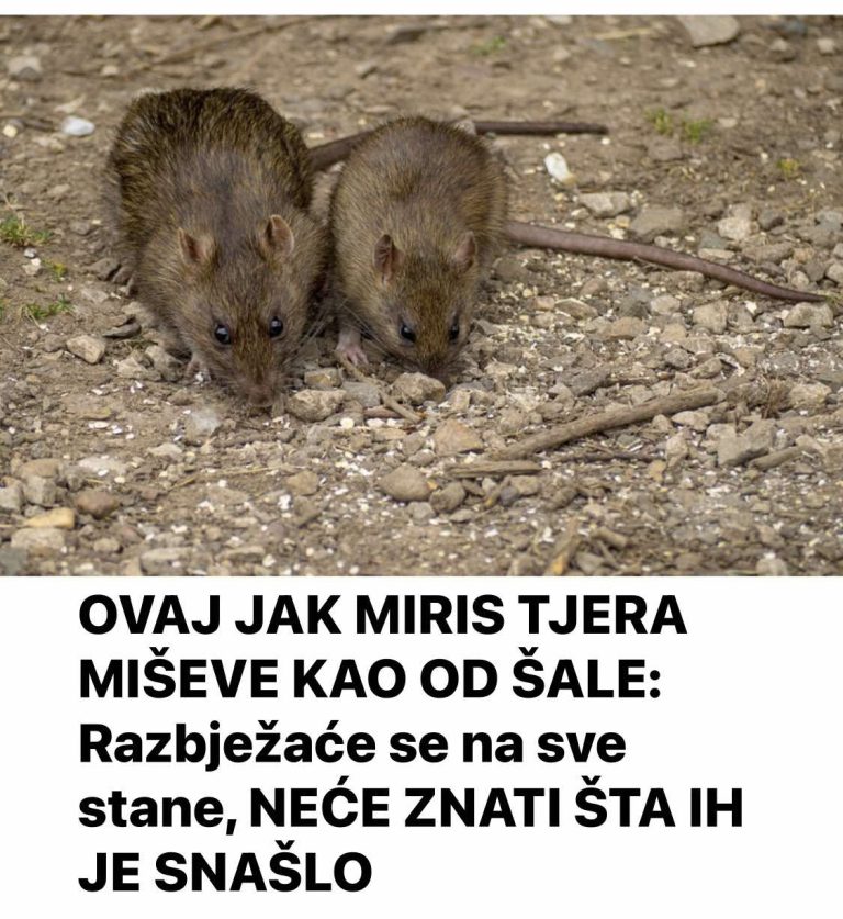 OVAJ JAK MIRIS TJERA MIŠEVE KAO OD ŠALE: Razbježaće se na sve stane, NEĆE ZNATI ŠTA IH JE SNAŠLO