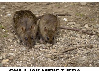 OVAJ JAK MIRIS TJERA MIŠEVE KAO OD ŠALE: Razbježaće se na sve stane, NEĆE ZNATI ŠTA IH JE SNAŠLO