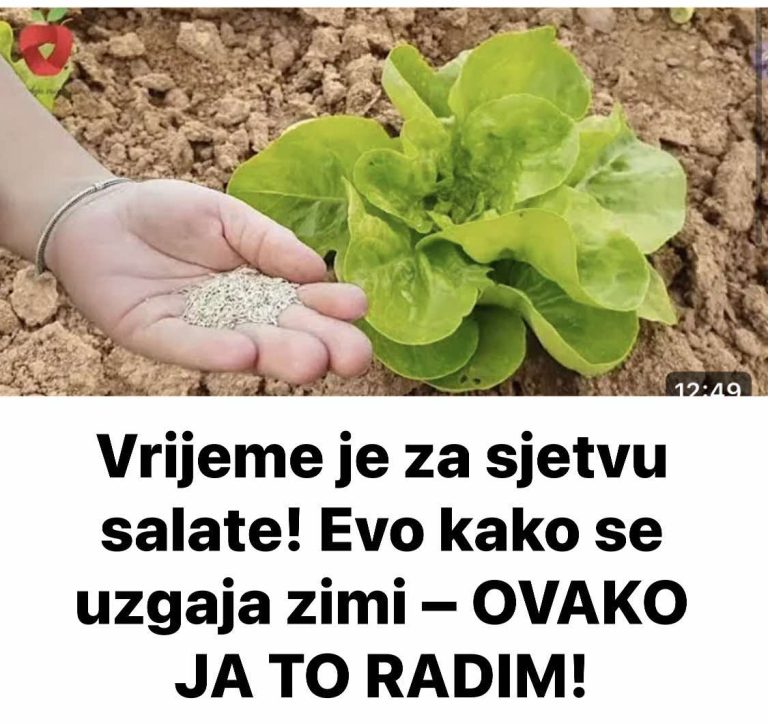 Vrijeme je za sjetvu salate! Evo kako se uzgaja zimi – OVAKO JA TO RADIM!
