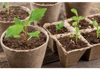 NE BACAJTE ROLNE OD WC PAPIRA: Žena napravila čudo – OVO PROLJEĆE SVI ĆE GLEDATI U NJENO DVORIŠTE