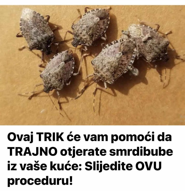 Ovaj TRIK će vam pomoći da TRAJNO otjerate smrdibube iz vaše kuće: Slijedite OVU proceduru!