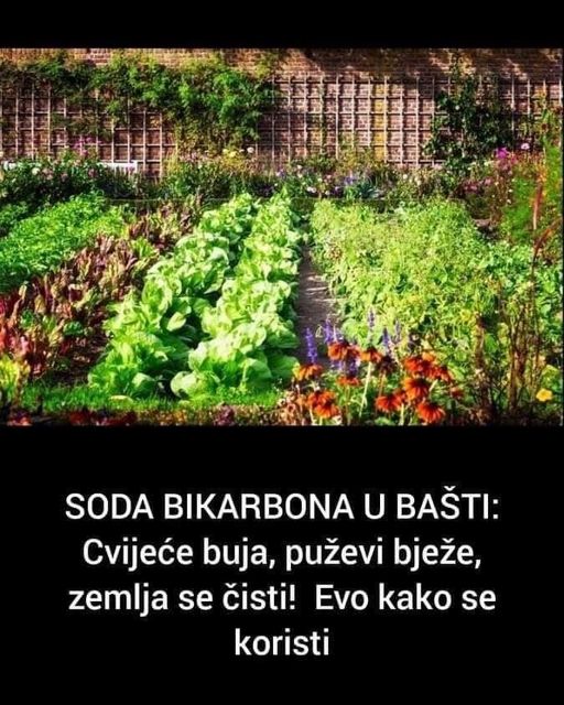 SODA BIKARBONA U BAŠTI: Cvijeće buja, puževi bježe, zemlja se čisti! Evo kako se koristi