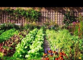 SODA BIKARBONA U BAŠTI: Cvijeće buja, puževi bježe, zemlja se čisti! Evo kako se koristi