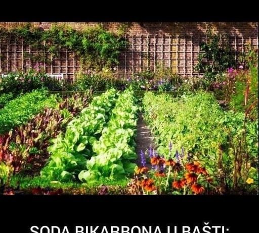 SODA BIKARBONA U BAŠTI: Cvijeće buja, puževi bježe, zemlja se čisti! Evo kako se koristi