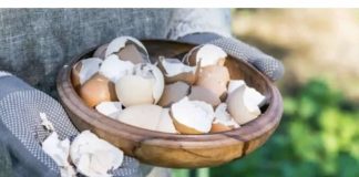 PRELIJTE ŠKOLJKE JAJA SIRĆETOM: Brzo ćete riješiti problem u bašti!