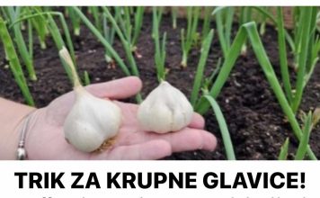 TRIK ZA KRUPNE GLAVICE! Zašto je bolje posaditi bijeli luk u jesen?