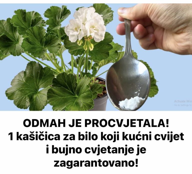 ODMAH JE PROCVJETALA! 1 kašičica za bilo koji kućni cvijet i bujno cvjetanje je zagarantovano!