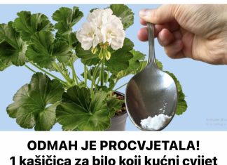 ODMAH JE PROCVJETALA! 1 kašičica za bilo koji kućni cvijet i bujno cvjetanje je zagarantovano!