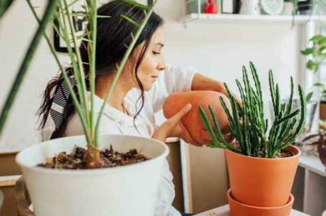 Staro vjerovanje kaže da su 0ve biljke magnet za novac! Unesite ih u d0m i gledajte kako sreća stiže