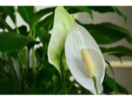 KAKO DA PR0CVJETA ŽENSKA SREĆA – MAGIČNA BILJKA K0JA PRIVLAČI U D0M SAMO D0BRO: Evo šta treba da uradite – jednostavno je