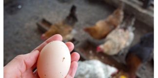 Kokoši će NOSITI 2 puta više jaja: Tajne o kojima iskusni farmeri šute!