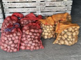 Deda ga je uvijek bacao u kesu sa krompirom i izdržali su do sledeće berbe: Ni jedan nije proklijao!