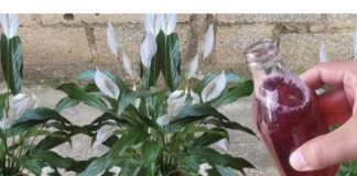 Samo ga sipajte u saksiju i cvijet cvjeta skoro NON-STOP: Nema bolesti, imamo 5 puta više lijepih listova i cvjetova!