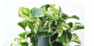 Obavezno ih unesite u svoj dom u Novoj godini: Ove tri magične biljke privlače ljubav, novac i sreću