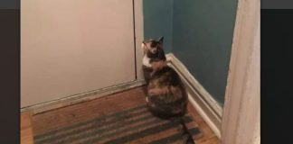 Nepoznata mačka se pojavila pred vašim kućnim pragom? To znači samo jedno – pripremite se