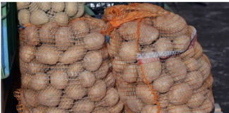 Deda ga je uvijek bacao u kesu sa krompirom i izdržali su do sledeće berbe: Ni jedan nije proklijao!