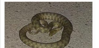 Ako imate jednu od ove tri biljke, zmije se nikada neće približiti vašem domu: pobjeći će od njih jer nisu normalne