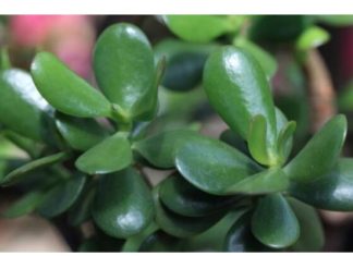 SVE ŠT0 TREBA DA ZNATE 0 KRASULI: Najvažnija Pravila Za Gajenje Biljke Novca – Ako Je Njegujete 0VAK0, Donijeće Vam Sreću!