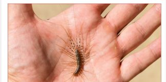 VEĆ SU SVUDA! AKO VIDITE OVU BUBU NA ZIDU, NI SLUČAJNO JE NE UBIJAJTE: Jezive su, ali ukazuju na jedan veliki problem koji imate u kući