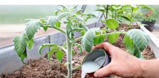 Vrtlari, ovo je ono čime treba hraniti PARADAJZE nakon sadnje: Sipajte ovo na rasadima i imaće više plodova nego listova!