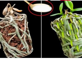 Samo joj dajte 1 kašiku i uništena ORHIDEJA će niknuti mnogo novih korijena!