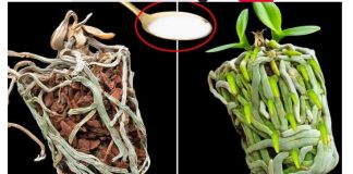 Samo joj dajte 1 kašiku i uništena ORHIDEJA će niknuti mnogo novih korijena!