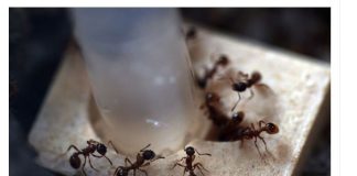 Sa samo jednom kapljicom, možete učiniti da mravi trenutno nestanu – nevjerojatno učinkovit trik za vaš dom!