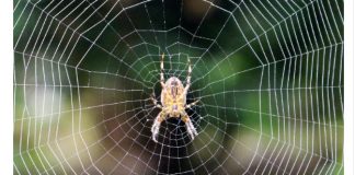 PAUKOVI NE PODNOSE MIRIS JEDNE BILJKE: Nabavite je i nećete ih više vidjeti u kući