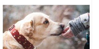 EVO ZAŠTO PSI LAJU NA SAMO ODREĐENE LJUDE: Konačno otkriven razlog, VIDE NEŠTO ŠTO LJUDI NE MOGU