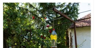 Posle sat vremena više nećete videti muvu, ni komarca u blizini: Smućkajte im poslednju večeru